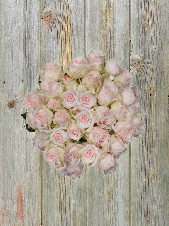 WEDDING ROSEVER  LIGHT PINK SPRAY ROSE